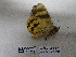  ( - IAvH-E-186893)  @11 [ ] Copyright (2019) Rodolphe Rougerie Museum national d'Histoire naturelle
