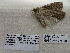  ( - IAvH-E-187115)  @11 [ ] Copyright (2019) Rodolphe Rougerie Museum national d'Histoire naturelle