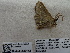  ( - IAvH-E-187142)  @11 [ ] Copyright (2019) Rodolphe Rougerie Museum national d'Histoire naturelle