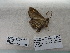  ( - IAvH-E-187143)  @11 [ ] Copyright (2019) Rodolphe Rougerie Museum national d'Histoire naturelle