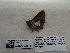  ( - IAvH-E-187225)  @11 [ ] Copyright (2019) Rodolphe Rougerie Museum national d'Histoire naturelle