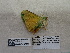  ( - IAvH-E-187361)  @11 [ ] Copyright (2019) Rodolphe Rougerie Museum national d'Histoire naturelle