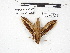  ( - IAvH-E-186699)  @11 [ ] Copyright (2020) Rodolphe Rougerie Museum national d'Histoire naturelle