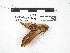  ( - IAvH-E-186444)  @11 [ ] Copyright (2020) Rodolphe Rougerie Museum national d'Histoire naturelle