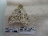  ( - IAvH-E-191046)  @11 [ ] Copyright (2019) Rodolphe Rougerie Museum national d'Histoire naturelle