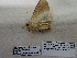  ( - IAvH-E-191080)  @11 [ ] Copyright (2019) Rodolphe Rougerie Museum national d'Histoire naturelle