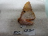  ( - IAvH-E-200946)  @11 [ ] Copyright (2019) Rodolphe Rougerie Museum national d'Histoire naturelle