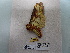  (Citheronia caucensis - IAvH-E-200944)  @11 [ ] Copyright (2019) Rodolphe Rougerie Museum national d'Histoire naturelle