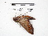  ( - IAvH-E-201358)  @11 [ ] Copyright (2020) Rodolphe Rougerie Museum national d'Histoire naturelle