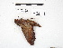  ( - IAvH-E-201339)  @11 [ ] Copyright (2020) Rodolphe Rougerie Museum national d'Histoire naturelle