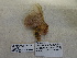  ( - IAvH-E-201191)  @11 [ ] Copyright (2019) Rodolphe Rougerie Museum national d'Histoire naturelle