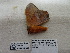  ( - IAvH-E-201487)  @11 [ ] Copyright (2019) Rodolphe Rougerie Museum national d'Histoire naturelle