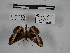  ( - IAvH-E-189197)  @11 [ ] Copyright (2019) Rodolphe Rougerie Museum national d'Histoire naturelle