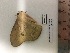  ( - BC-MNHN-LEP-00543)  @11 [ ] Copyright (2019) Rodolphe Rougerie Museum national d'Histoire naturelle, Paris