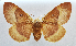  ( - NK1211)  @11 [ ] Copyright (2022) Stanislav Gomboc Research collection of Stanislav Gomboc