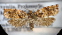  ( - NK1228)  @11 [ ] Copyright (2022) Stanislav Gomboc Research collection of Stanislav Gomboc
