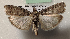  ( - NK1237)  @11 [ ] Copyright (2022) Stanislav Gomboc Research collection of Stanislav Gomboc