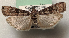  ( - NK1239)  @11 [ ] Copyright (2022) Stanislav Gomboc Research collection of Stanislav Gomboc