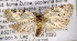  ( - NK1267)  @11 [ ] Copyright (2044) Stanislav Gomboc Research collection of Stanislav Gomboc