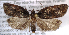  ( - NK1268)  @11 [ ] Copyright (2045) Stanislav Gomboc Research collection of Stanislav Gomboc