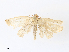  ( - CBG-A30101-C08)  @11 [ ] CreativeCommons - Attribution Share - Alike (2024) CBG Photography Group Centre for Biodiversity Genomics