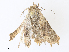  ( - CBG-A30101-C11)  @11 [ ] CreativeCommons - Attribution Share - Alike (2024) CBG Photography Group Centre for Biodiversity Genomics