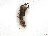  ( - CBG-A30933-H07)  @11 [ ] CreativeCommons - Attribution Share-Alike (2024) CBG Photography Group Centre for Biodiversity Genomics