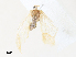  (Afrasura pectinatissima - CBG-A30104-D06)  @11 [ ] CreativeCommons - Attribution Share - Alike (2024) CBG Photography Group Centre for Biodiversity Genomics