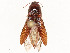  ( - CBG-A58642-B06)  @11 [ ] CreativeCommons - Attribution Share - Alike (2024) CBG Photography Group Centre for Biodiversity Genomics