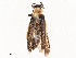  ( - CBG-A58642-C04)  @11 [ ] CreativeCommons - Attribution Share - Alike (2024) CBG Photography Group Centre for Biodiversity Genomics