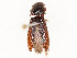  ( - CBG-A58642-D06)  @11 [ ] CreativeCommons - Attribution Share - Alike (2024) CBG Photography Group Centre for Biodiversity Genomics