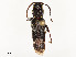  ( - CBG-A58650-A06)  @11 [ ] CreativeCommons - Attribution Share - Alike (2024) CBG Photography Group Centre for Biodiversity Genomics