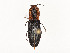  ( - CBG-A58591-A12)  @11 [ ] CreativeCommons - Attribution Share - Alike (2025) CBG Photography Group Centre for Biodiversity Genomics