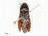  ( - CBG-A58591-B11)  @11 [ ] CreativeCommons - Attribution Share - Alike (2025) CBG Photography Group Centre for Biodiversity Genomics