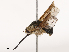  ( - CBG-B02482-B04)  @11 [ ] CreativeCommons - Attribution Share - Alike (2025) CBG Photography Group Centre for Biodiversity Genomics
