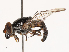  ( - CBG-B02482-C05)  @11 [ ] CreativeCommons - Attribution Share - Alike (2025) CBG Photography Group Centre for Biodiversity Genomics