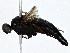  ( - BIOUG79411-G03)  @11 [ ] CreativeCommons - Attribution (2022) CBG Photography Group Centre for Biodiversity Genomics