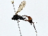  ( - BIOUG79490-B11)  @11 [ ] CreativeCommons - Attribution (2022) CBG Photography Group Centre for Biodiversity Genomics