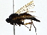  ( - BIOUG79490-D01)  @11 [ ] CreativeCommons - Attribution (2022) CBG Photography Group Centre for Biodiversity Genomics