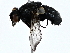  ( - BIOUG79404-B07)  @11 [ ] CreativeCommons - Attribution (2022) CBG Photography Group Centre for Biodiversity Genomics