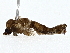  ( - BIOUG79404-E06)  @11 [ ] CreativeCommons - Attribution (2022) CBG Photography Group Centre for Biodiversity Genomics