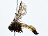  ( - BIOUG79410-A06)  @11 [ ] CreativeCommons - Attribution (2022) CBG Photography Group Centre for Biodiversity Genomics