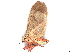  ( - BIOUG10022-B01)  @11 [ ] CreativeCommons - Attribution (2023) CBG Photography Group Centre for Biodiversity Genomics