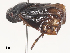  (Soulierana - CBG-A46955-D12)  @11 [ ] CreativeCommons - Attribution Share - Alike (2024) CBG Photography Group Centre for Biodiversity Genomics