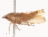  (Platyjassini - CBG-A48574-E02)  @11 [ ] CreativeCommons - Attribution Share - Alike (2024) CBG Photography Group Centre for Biodiversity Genomics