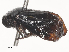  ( - CBG-A48580-G10)  @11 [ ] CreativeCommons - Attribution Share - Alike (2024) CBG Photography Group Centre for Biodiversity Genomics