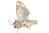  (Mythimna epieixelus - BIOUG12315-H11)  @14 [ ] CreativeCommons - Attribution (2015) CBG Photography Group Centre for Biodiversity Genomics