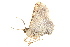  ( - BIOUG12331-H07)  @13 [ ] CreativeCommons - Attribution (2015) CBG Photography Group Centre for Biodiversity Genomics