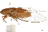  (Dundubia - BIOUG36809-H08)  @11 [ ] CreativeCommons - Attribution (2018) CBG Photography Group Centre for Biodiversity Genomics