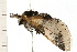  ( - 08BBLEP-01110)  @13 [ ] CreativeCommons - Attribution (2008) Unspecified Centre for Biodiversity Genomics